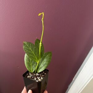 Hoya Obscura Silver